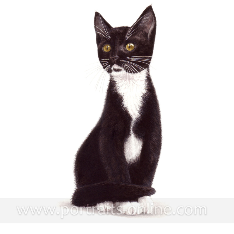 A watercolour portrait painting of a black & white cat