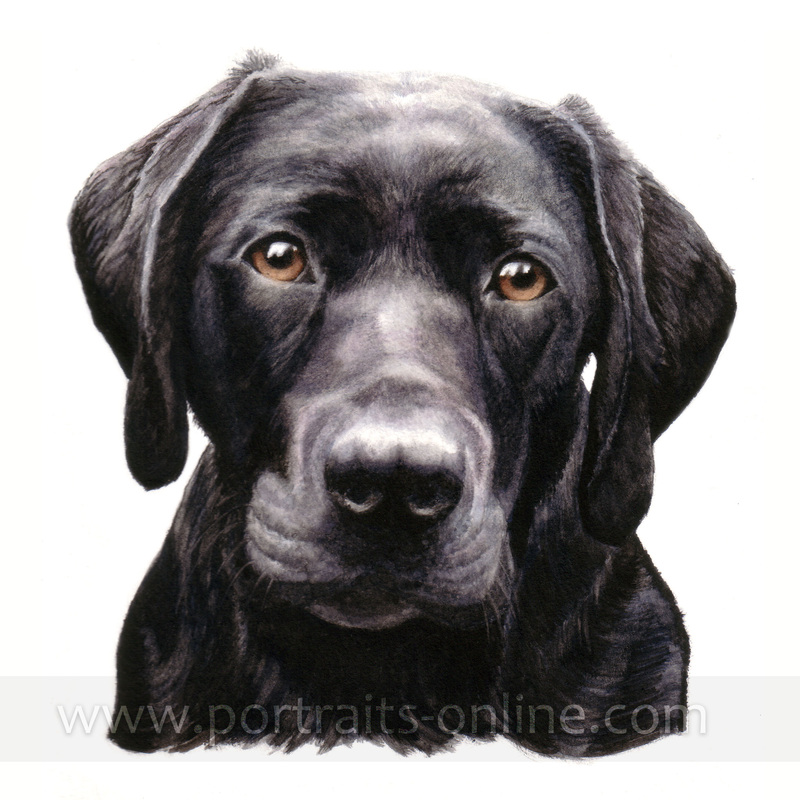 Watercolour portrait painting of a black Labrador dog