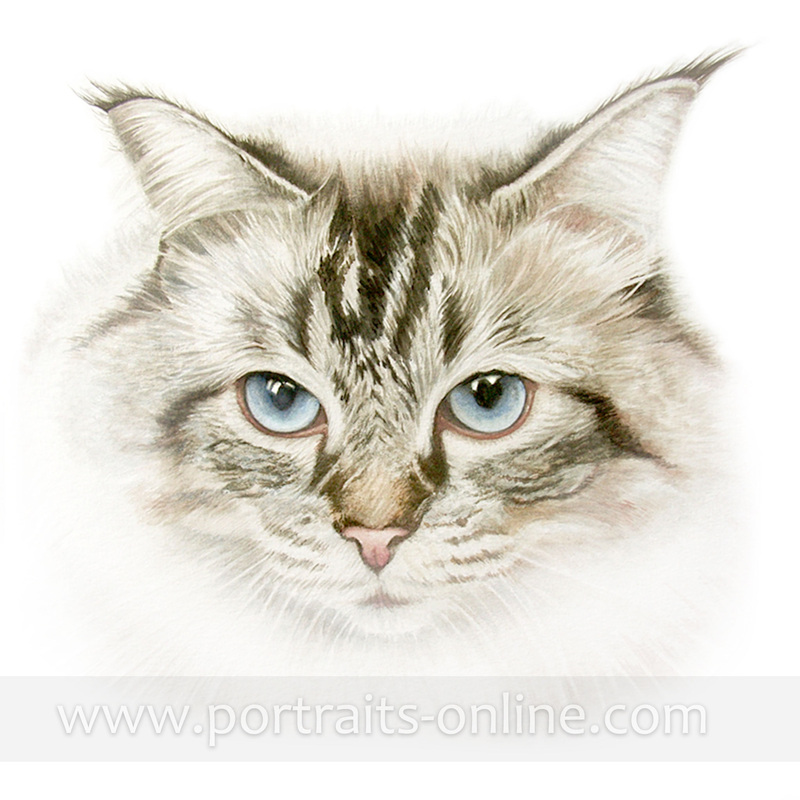Watercolour cat portrait painting with large blue eyes
