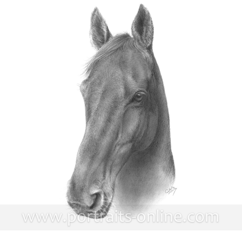 A pencil portrait drawing of a horse