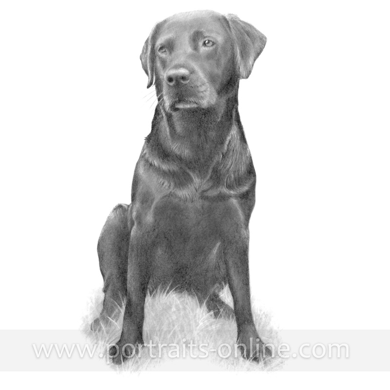 Black Lab Drawing In Pencil - Drawing for Kids & Adult