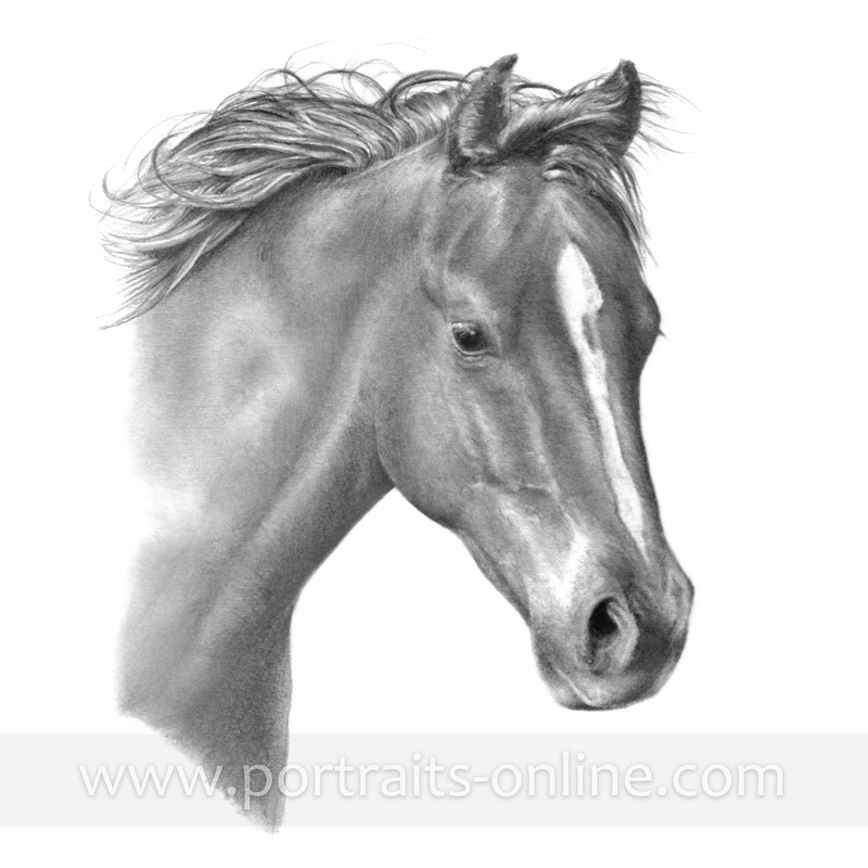 Quarter Horse pencil portrait drawing